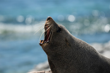 Fototapeta premium Close up of a New Zealand fur seal yawning in Kaikoura