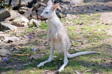 albino Western grey kangaroo joey