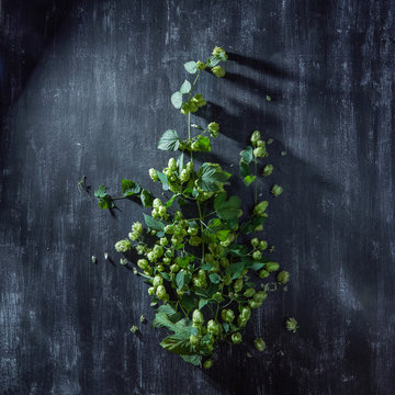 Wild hop on black background