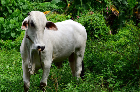 Laiya, San Juan, Batangas, Philippines - October 31, 2016: white brahman cow resting on grassy field