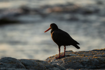 Oyster catcher at sunrise