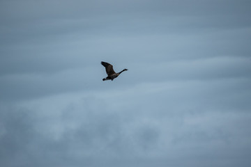 Fototapeta na wymiar Goose flying