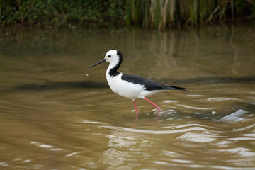 Pied stilt bird in a creek 2
