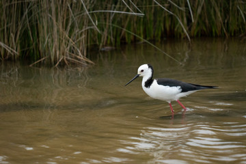 Pied stilt bird in a creek