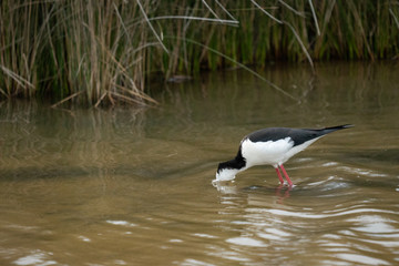 Pied stilt bird with head underwater