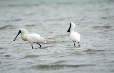 Spoonbills wading in the water 6