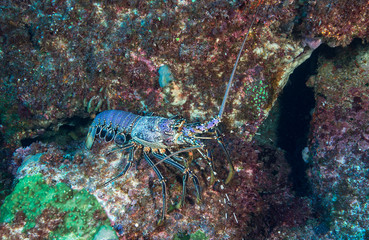 Lobster on rock
