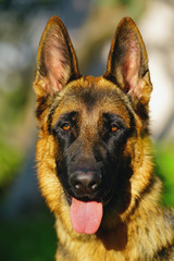 The portrait of a young short-haired German Shepherd dog posing outdoors in the garden in summer