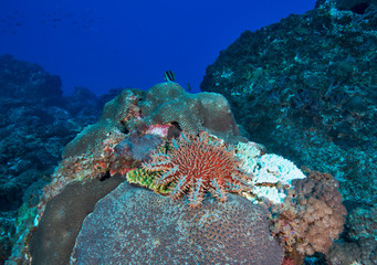 Crown-of-thorns Starfish on coral head