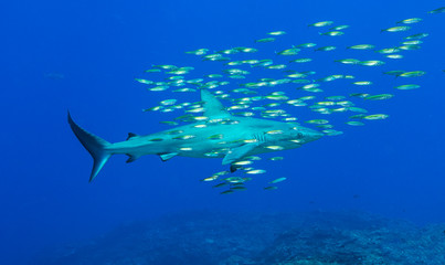 Fototapeta na wymiar Reef shark with pilot fish
