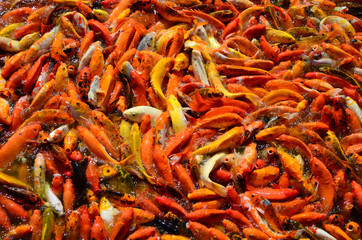 Busy Crowded Hungry Colorful Koi fish or fancy carp flock For Food on water pond
