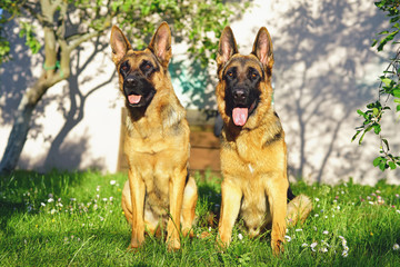Two obedient German Shepherd dogs sitting outdoors on a green grass in the garden in summer