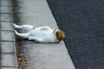 Fototapeta premium 街猫 野良猫