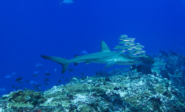Reef shark with pilot fish