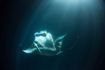 Manta ray at night