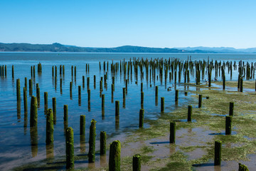 Old abandoned dock pillars covered in moss sit on the riverside of the Columbia River in Astoria, Oregon on a sunny summer day