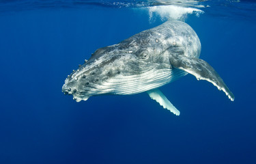 Humpback whale near the surface - obrazy, fototapety, plakaty