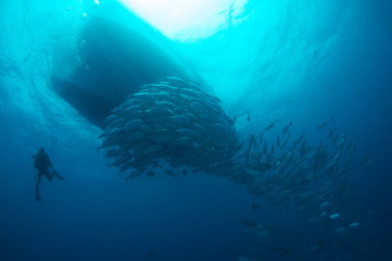 School of trevally near diver and boat