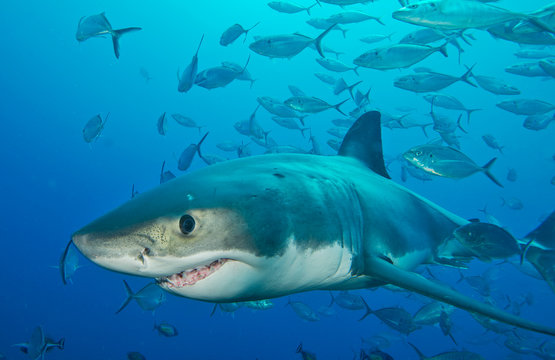 Great white shark with school of fish
