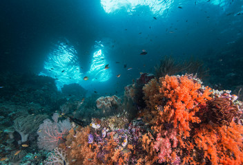 Plakat Healthy reef scene in Indonesia
