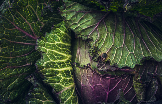 cabbage closeup