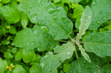 close up on green leaves with raindrops on their leaves, rainy day on green leaves