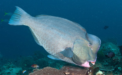 Obraz premium Bumphead parrotfish eating