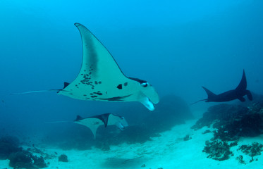 Giant oceanic manta ray swimming