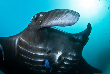 Giant oceanic manta ray swimming