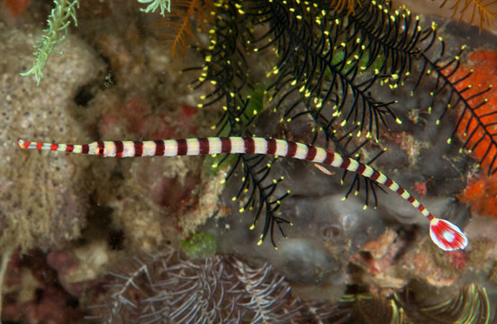 Banded pipefish