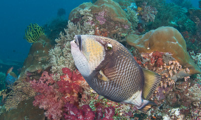 Naklejka na ściany i meble Triggerfish on reef