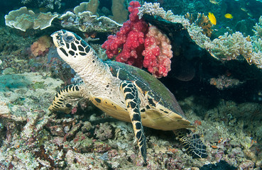 Sea turtle on reef