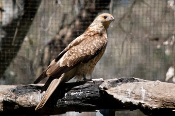 black kite