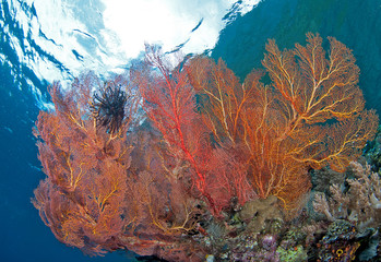 Fototapeta na wymiar Healthy reef scene in Indonesia