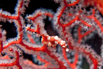 Pygmy seahorse on soft coral © The Ocean Agency