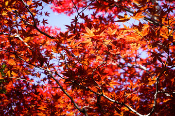  Autumn season colorful of leaves in Japan