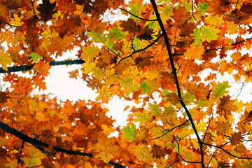 View up into oak tree branches filled with vibrant green, yellow, orange, and red oak leaves 