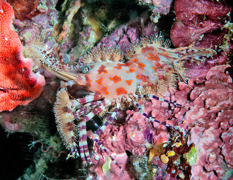 Common Marble Shrimp on reef