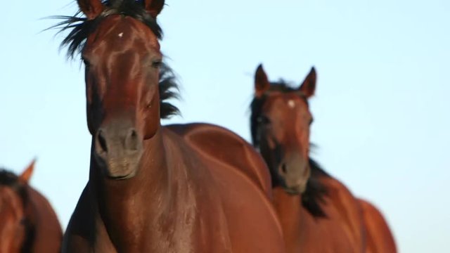Closeup of horses running freely in a field