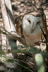 masked owl