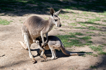 red kangaroo with her joey