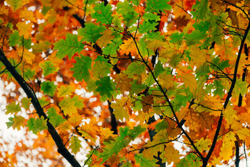 Close-up of vibrant green and yellow red oak leaves in hanging from an oak tree