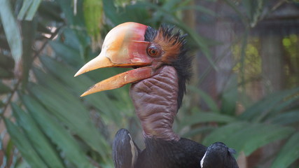 The helmeted hornbill is a very large bird in the hornbill family. It is found on the Malay Peninsula, Sumatra and Borneo. The casque accounts for some 11% of its 3 kg weight