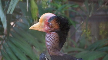 The helmeted hornbill is a very large bird in the hornbill family. It is found on the Malay Peninsula, Sumatra and Borneo. The casque accounts for some 11% of its 3 kg weight © craigansibin