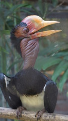 The helmeted hornbill is a very large bird in the hornbill family. It is found on the Malay Peninsula, Sumatra and Borneo. The casque accounts for some 11% of its 3 kg weight