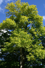 支笏湖畔の大木