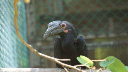 The black hornbill is a species of bird of the hornbill family Bucerotidae. It lives in Asia in Brunei Darussalam, Indonesia, Malaysia, Singapore, Thailand. It is the major seed disperser of Durian