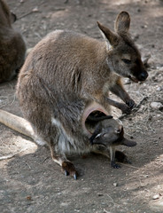 red necked wallaby with her joey