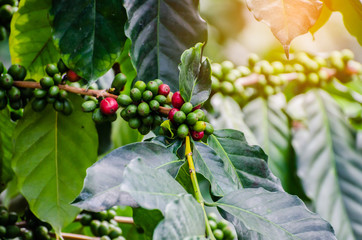 fresh coffee cherry on coffee tree