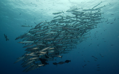 School of barracuda fish